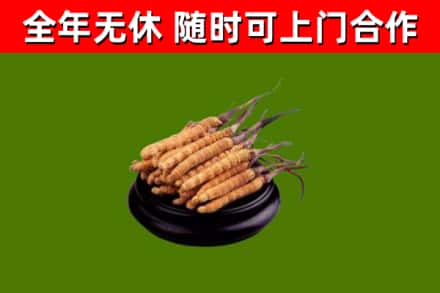 灵山县回收散虫草