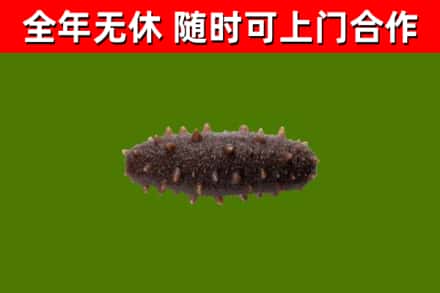 灵山县回收海参干